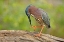 Picture of TEXAS, MCALLEN GREEN HERON STUDYING ITS FEET