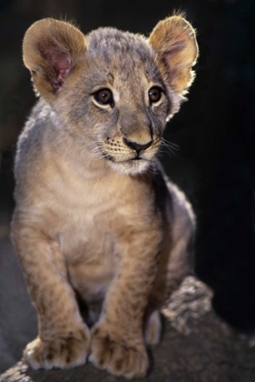 Picture of CA, LOS ANGELES CO, AFRICAN LION CUB ON ROCK
