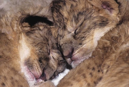 Picture of CA, LOS ANGELES CO, TWO SLEEPING LION BABIES