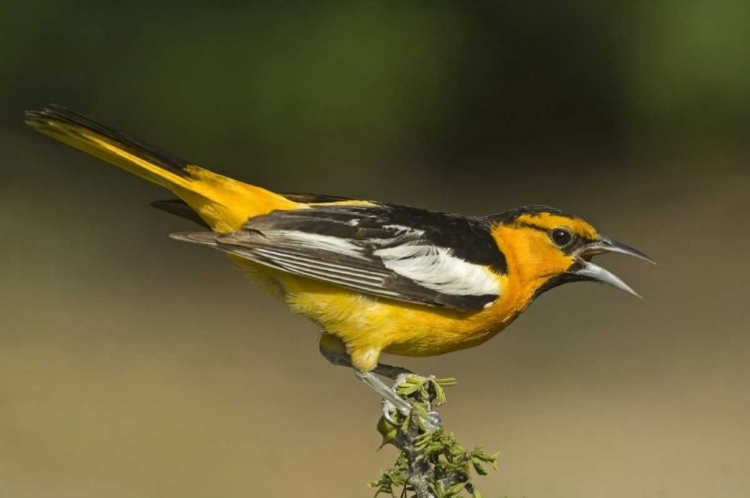 Picture of TX BULLOCKS ORIOLE MALE IN BREEDING PLUMAGE