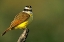 Picture of TX, MCALLEN GREATER KISKADEE PERCHED ON LIMB