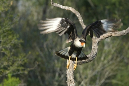 Picture of TX, STARR CO, CRESTED CARACARA TAKING FLIGHT