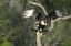 Picture of TX, STARR CO, CRESTED CARACARA TAKING FLIGHT