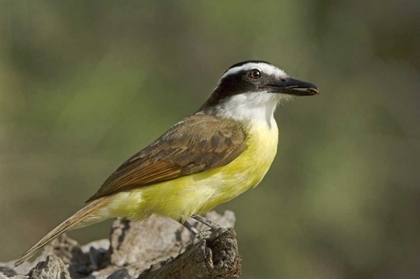 Picture of TX, GREAT KISKADEE HOLDING INSECT IN ITS BEAK