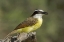 Picture of TX, GREAT KISKADEE HOLDING INSECT IN ITS BEAK