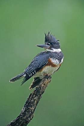 Picture of TX, MCALLEN BELTED KINGFISHER FEMALE PERCHED