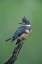 Picture of TX, MCALLEN BELTED KINGFISHER FEMALE PERCHED