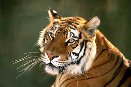 Picture of CA, LOS ANGELES CO, PORTRAIT OF BENGAL TIGER