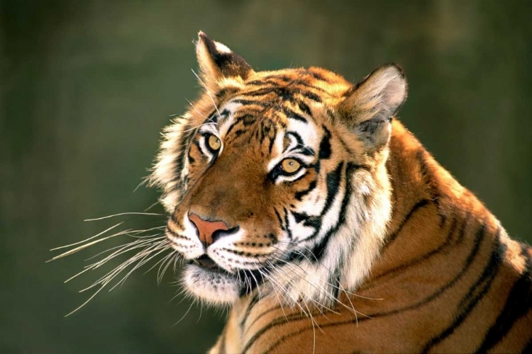 Picture of CA, LOS ANGELES CO, PORTRAIT OF BENGAL TIGER