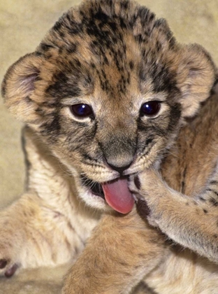 Picture of CA, LOS ANGELES CO, AFRICAN LION CUB PLAYING