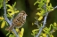 Picture of TX, MCALLEN CLAY-COLORED SPARROW ON HUISACHE