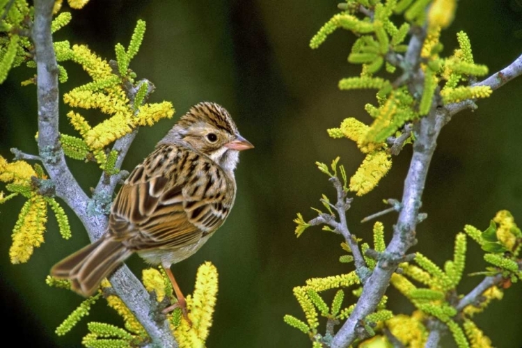 Picture of TX, MCALLEN CLAY-COLORED SPARROW ON HUISACHE