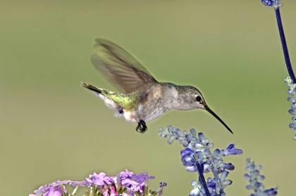 Picture of TX, HILL CO FEMALE BLACK-CHINNED HUMMINGBIRD