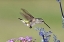 Picture of TX, HILL CO FEMALE BLACK-CHINNED HUMMINGBIRD