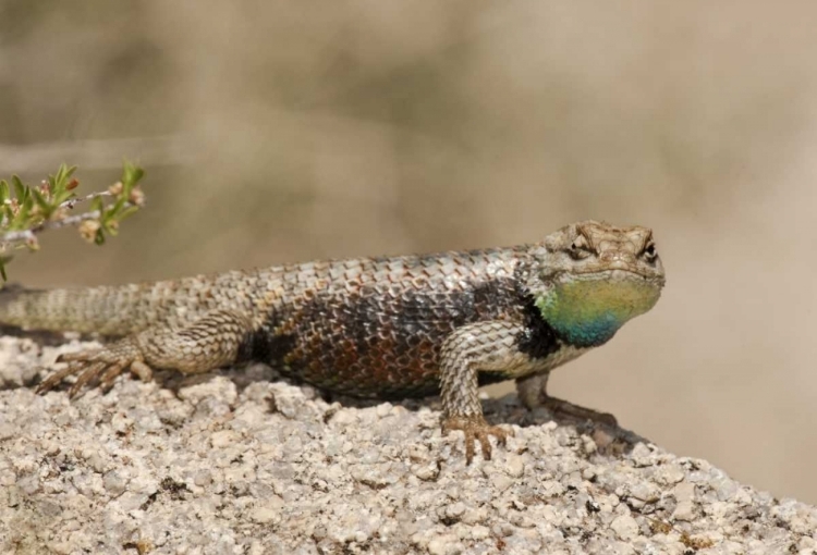 Picture of CA, JOSHUA TREE NPYELLOW-BACKED SPINY LIZARD