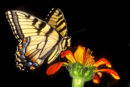 Picture of WESTERN TIGER SWALLOWTAIL BUTTERFLY ON FLOWER