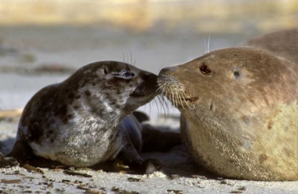 Picture of CA, LA JOLLA WILD HARBOR SEAL MOTHER AND PUP