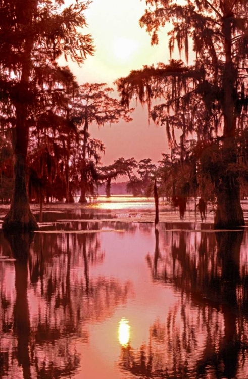 Picture of LOUISIANA SUNSET ON A ATCHAFALAYA BASIN BAYOU