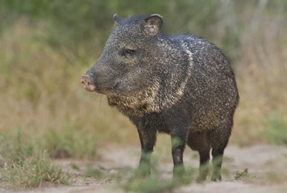 Picture of TEXAS, RIO GRANDE VALLEY CLOSE-UP OF JAVELINA