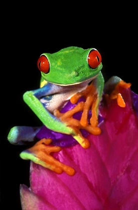 Picture of CAPTIVE RED-EYED TREE FROG ON BROMELIAD FLOWER