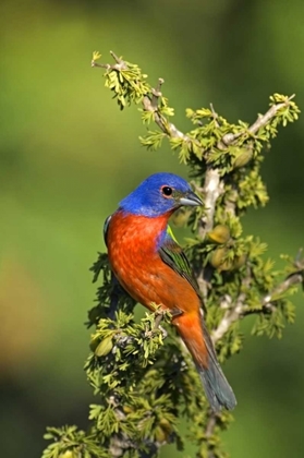 Picture of TEXAS, TILDEN PAINTED BUNTING PERCHED IN TREE