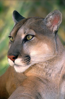 Picture of CA, LOS ANGELES CO, PORTRAIT OF MOUNTAIN LION