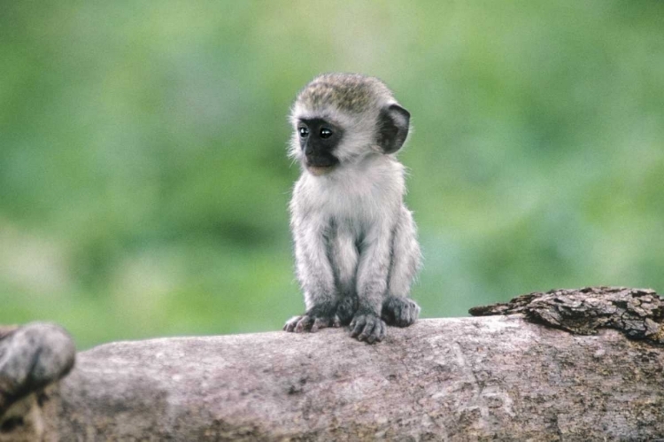 Picture of TANZANIA, NGOROGORO CRATER VERVET MONKEY BABY