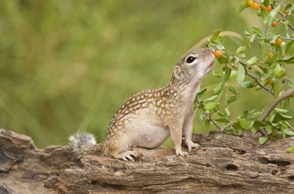 Picture of TX, RIO GRANDE VALLEY MEXICAN GROUND SQUIRREL