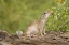 Picture of TX, RIO GRANDE VALLEY MEXICAN GROUND SQUIRREL