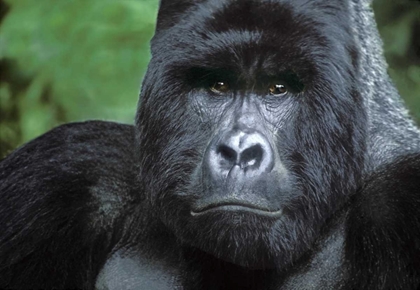 Picture of ZAIRE, VIRUNGAS NPSILVERBACK MOUNTAIN GORILLA