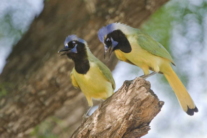 Picture of TX, MATED PAIR OF GREEN JAYS PERCHED IN A TREE