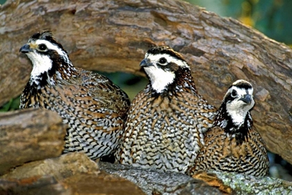 Picture of TX, MCALLEN NORTHERN BOBWHITE MALES UNDER LOG