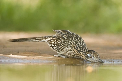 Picture of TX, GREATER ROADRUNNER BIRD DRINKING AT A POND