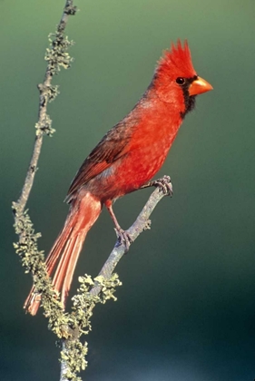 Picture of TX, MCALLEN CARDINAL ON LICHEN-COVERED BRANCH