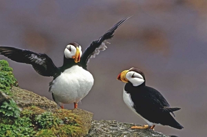 Picture of AK, ST GEORGE ISL HORNED PUFFINS INTERACTING