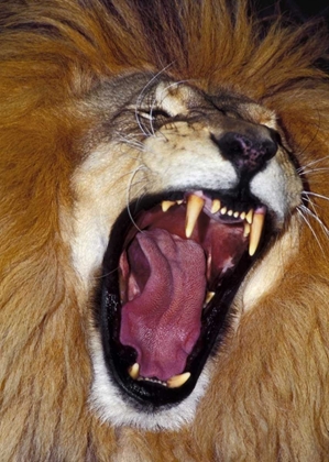 Picture of CA, LOS ANGELES CO, AFRICAN LION MALE ROARING