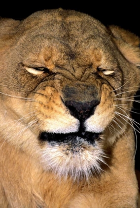 Picture of CA, LOS ANGELES CO, AFRICAN LIONESS GRIMACING