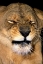 Picture of CA, LOS ANGELES CO, AFRICAN LIONESS GRIMACING