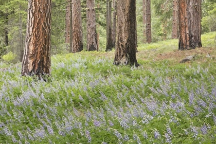 Picture of WASHINGTON, LEAVENWORTH FOREST AND LUPINES