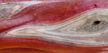 Picture of CALIFORNIA, MOUNT DIABLO SP MANZANITA WOOD