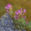 Picture of WASHINGTON, WENATCHEE NF PENSTEMON FLOWERS