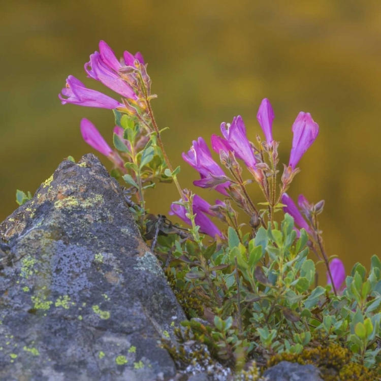 Picture of WASHINGTON, WENATCHEE NF PENSTEMON FLOWERS