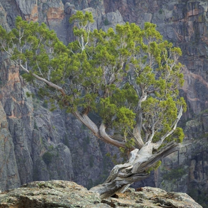 Picture of COLORADO, GUNNISON NP TREE IN BLACK CANYON
