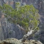 Picture of COLORADO, GUNNISON NP TREE IN BLACK CANYON