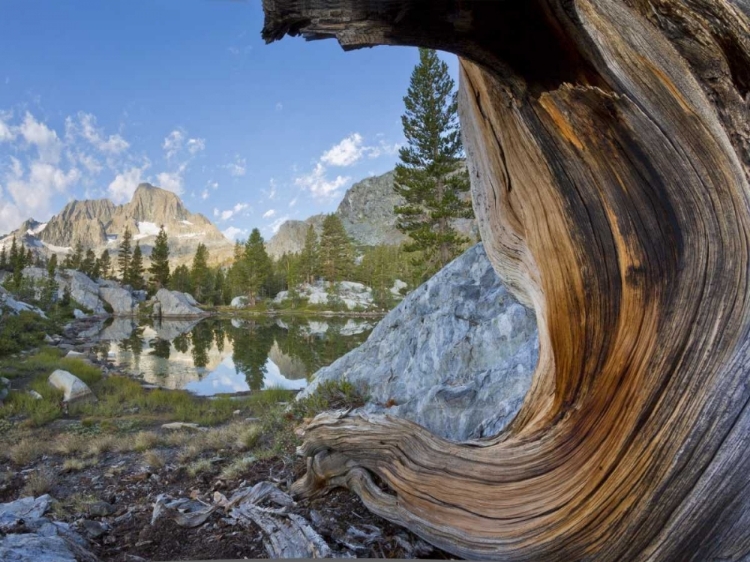 Picture of CA, INYO NF, GARNET LAKE OLD PINE AND TARN