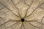 Picture of WA, NEAH BAY DESIGN ON A SAND DOLLAR SHELL