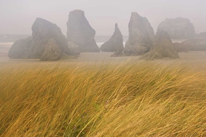 Picture of OR, BANDON DUNE GRASS AND SEASTACKS IN FOG