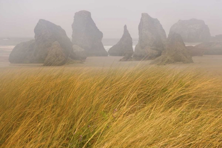 Picture of OR, BANDON DUNE GRASS AND SEASTACKS IN FOG
