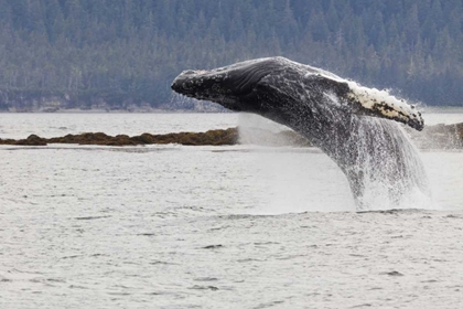 Picture of AK, FREDERICK SOUND HUMPBACK WHALE LUNGING