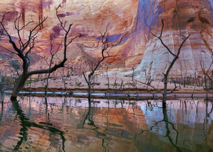 Picture of UT, GLEN CANYON DROUGHT REVEALS DEAD TREES